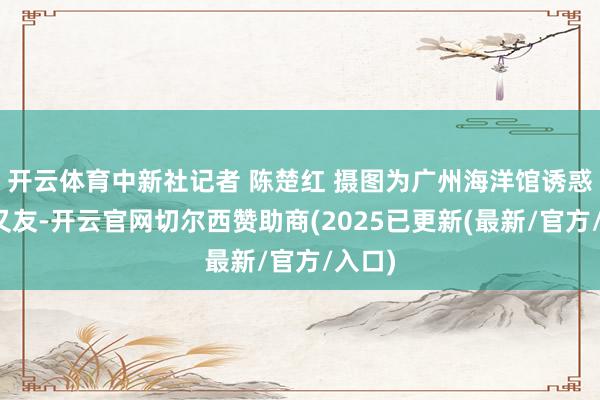 开云体育中新社记者 陈楚红 摄图为广州海洋馆诱惑小一又友-开云官网切尔西赞助商(2025已更新(最新/官方/入口)